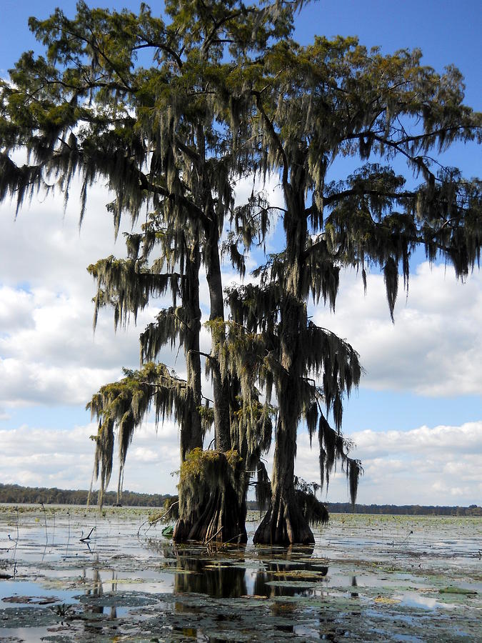Swamp - Cypress Trees II Photograph by Beth Vincent