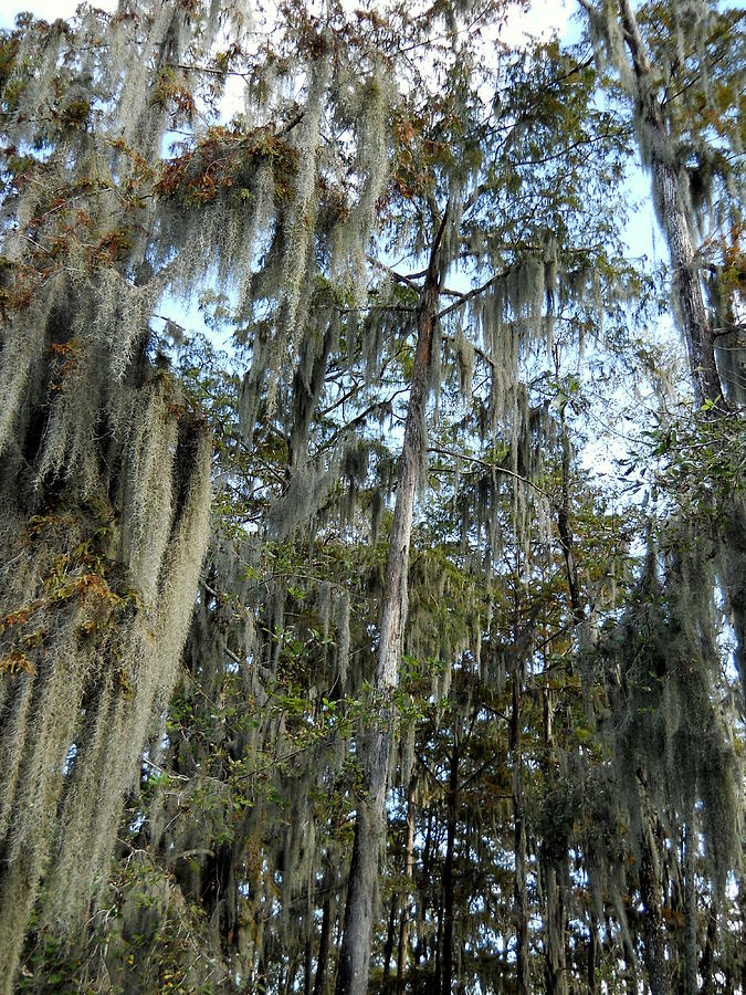 Swamp - Cypress Trees III Photograph by Beth Vincent