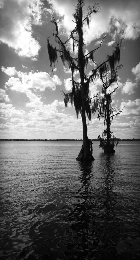 Swamp Cypress Trees in Lake Eloise in Lakeland Florida Photograph by Kelly Hazel