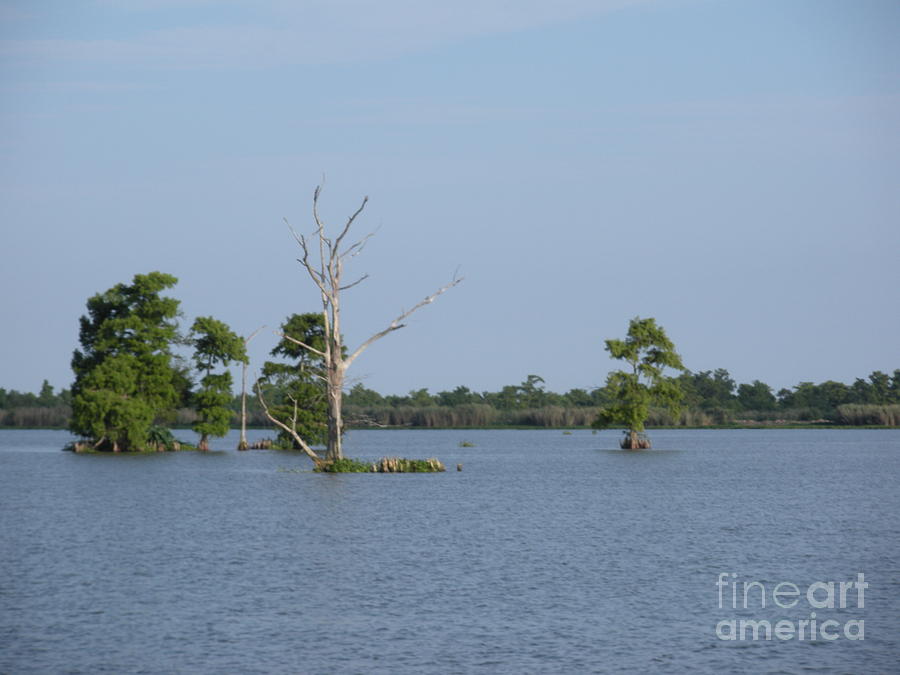 Swamp Cypress Trees Photograph by Joseph Baril