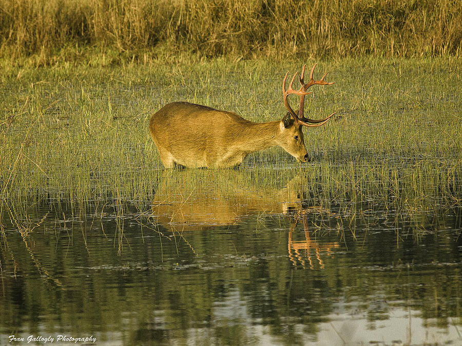 Swamp Deer Photograph by Fran Gallogly