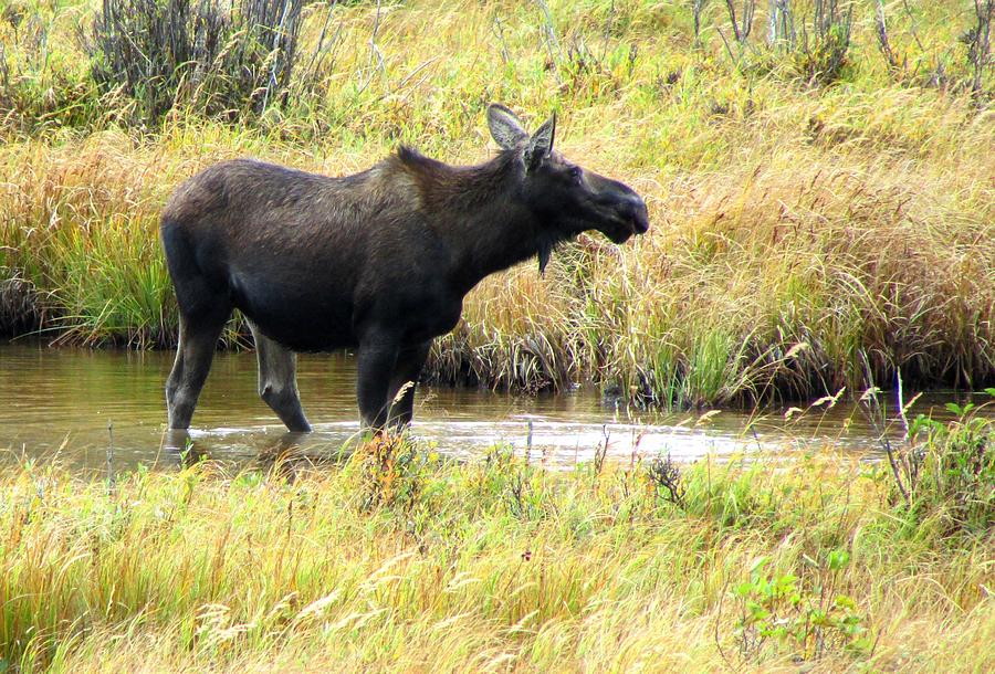 swamp-donkey-photograph-by-brenda-pressnall-fine-art-america