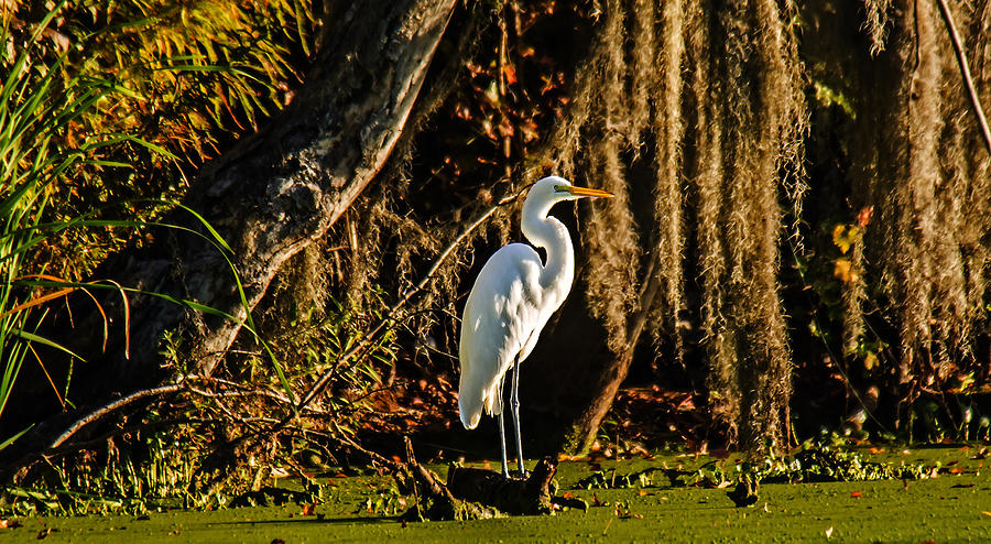 Swamp Egret Photograph by Michael Whitaker