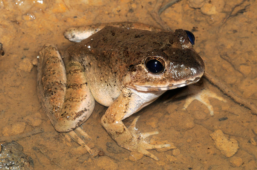 Swamp Frog, Malaysia Photograph by Fletcher & Baylis