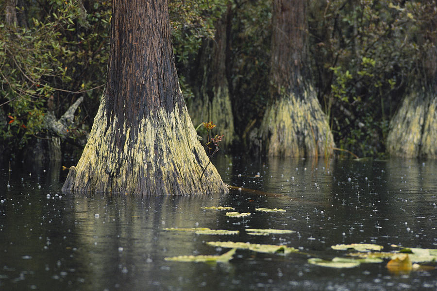 Swamp Gas In Okefenokee Photograph by Kenneth Murray