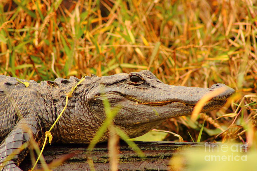 Swamp Gator Photograph by Andre Turner