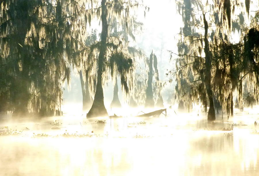 Swamp Glare Photograph by Kimo Fernandez