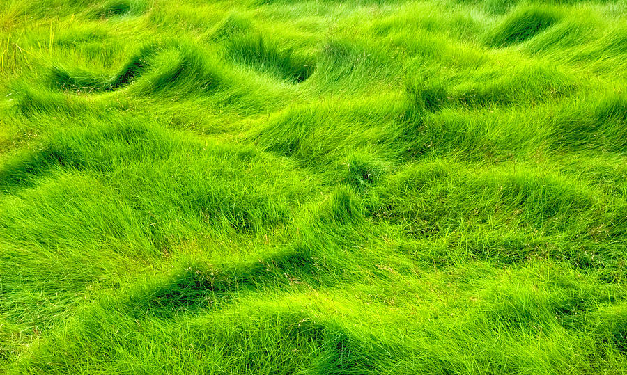 Swamp Grass Abstract Photograph by Gary Slawsky
