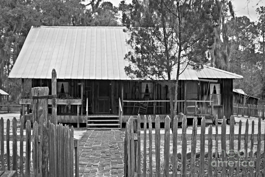 Swamp Home Photograph