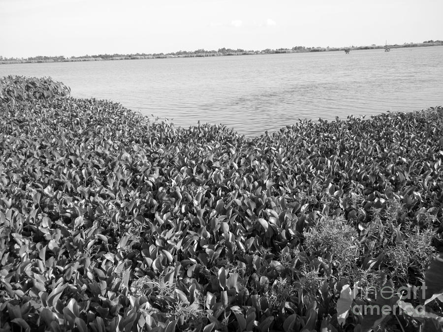 Swamp Hyacinths Water Lillies Black and White Photograph by Joseph Baril