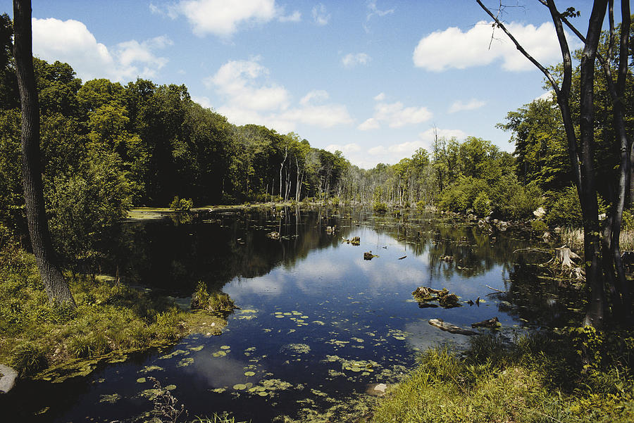 Swamp In Connecticut Photograph by John W. Bova