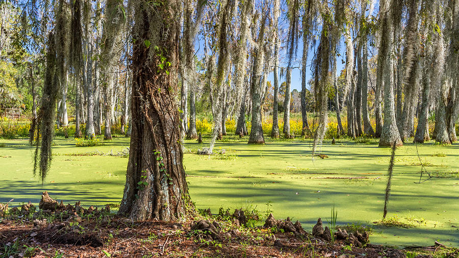 Swamp in Magnolia Plantation and Gardens Charleston SC Photograph by Pierre Leclerc Photography