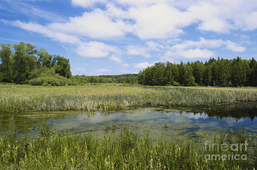 Swamp In Wisconsin Photograph by David Davis