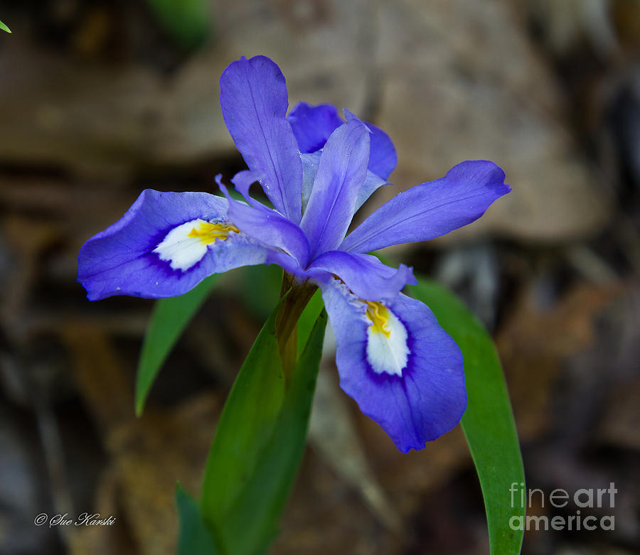 Swamp Iris Photograph by Sue Karski