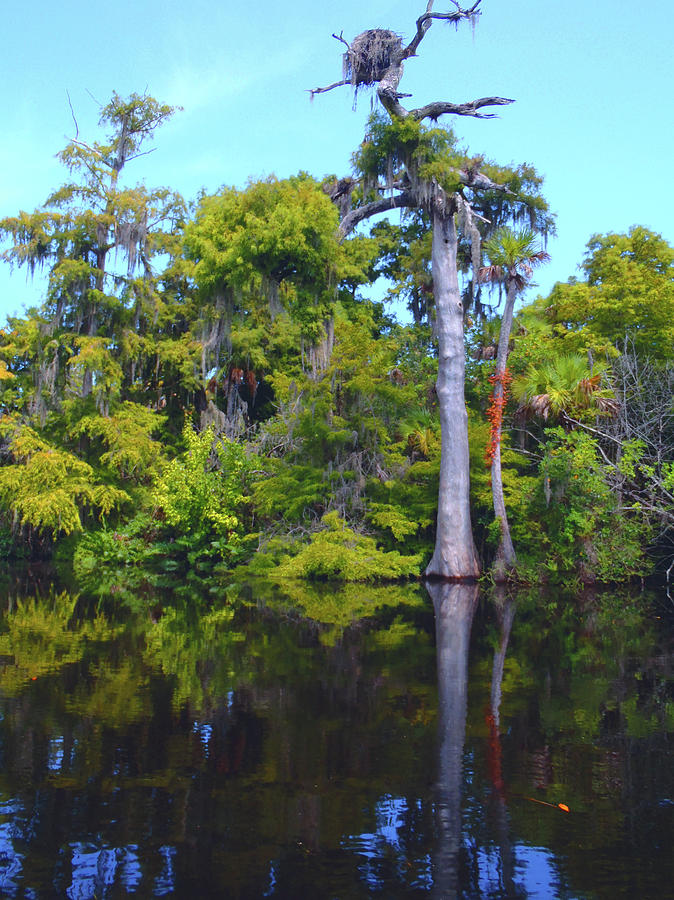 Swamp Land Photograph