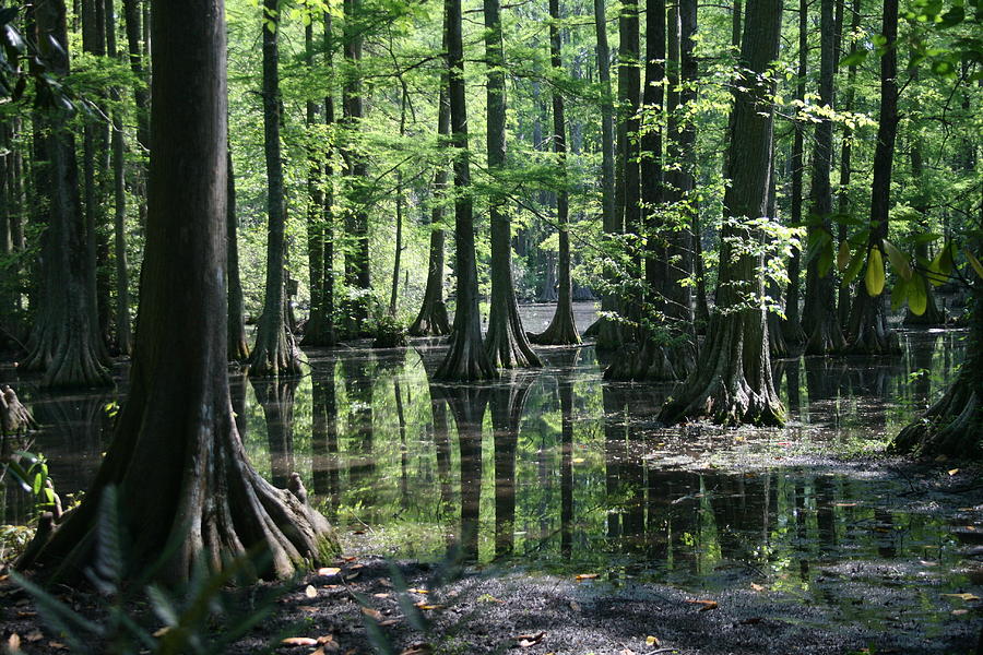 Garden Photograph - Swamp Land by Cathy Harper
