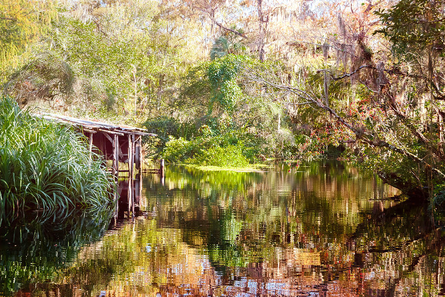 Swamp Life Photograph by Judy Hall-Folde