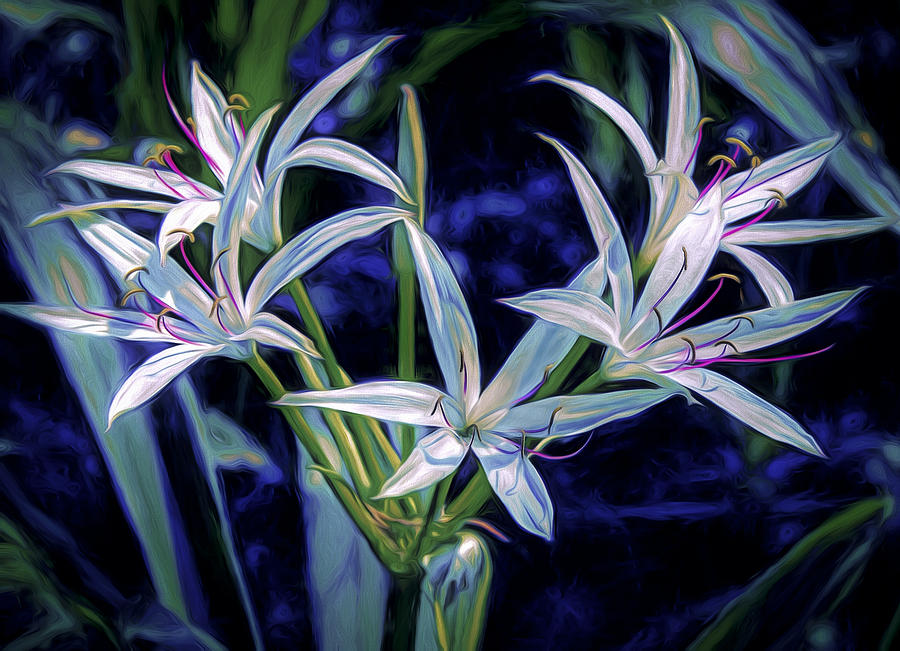 Swamp Lilies Photograph by Steven Sparks