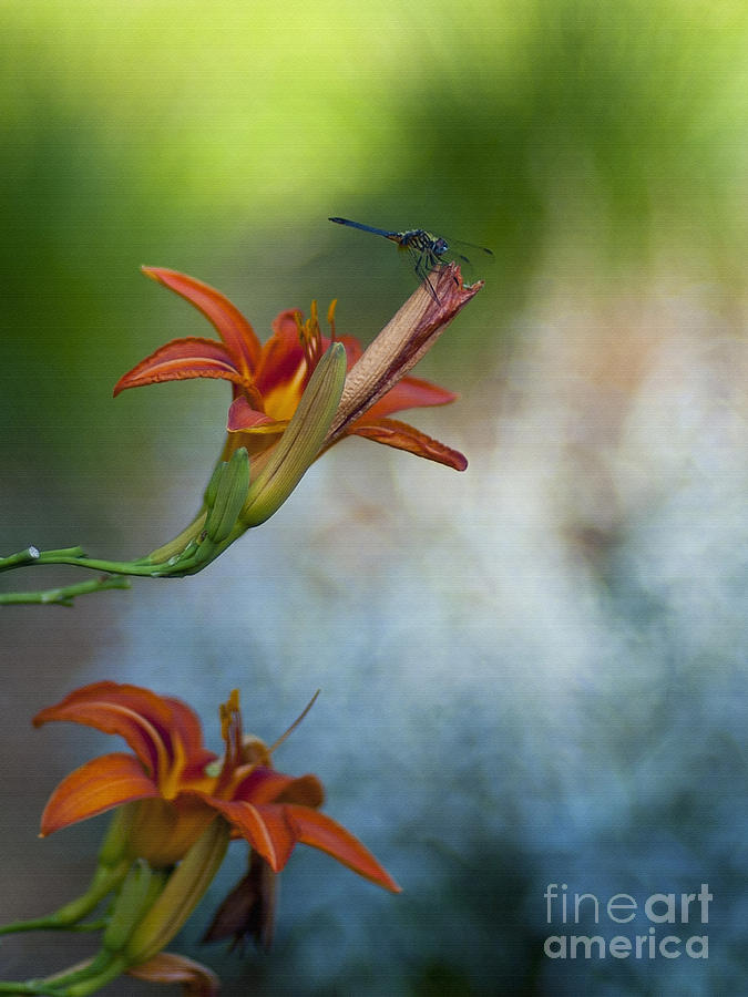 The Wood Lily and Dragon Fly Photograph by Lee Craig
