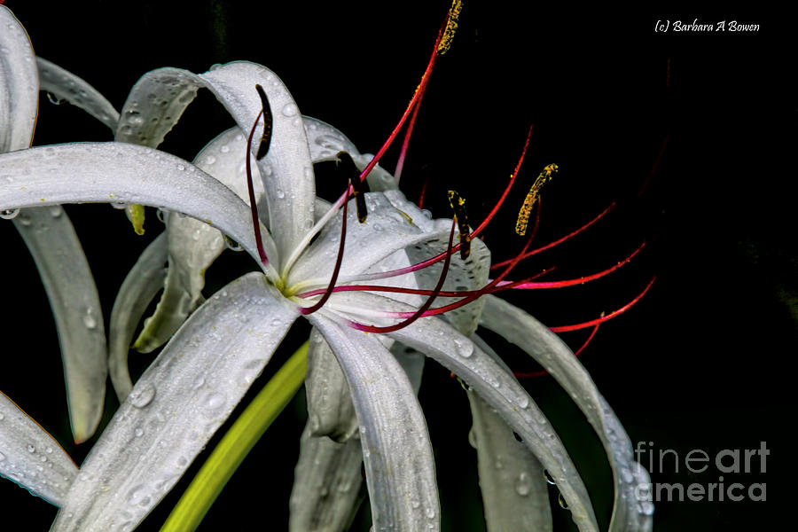 Swamp Lily Photograph by Barbara Bowen