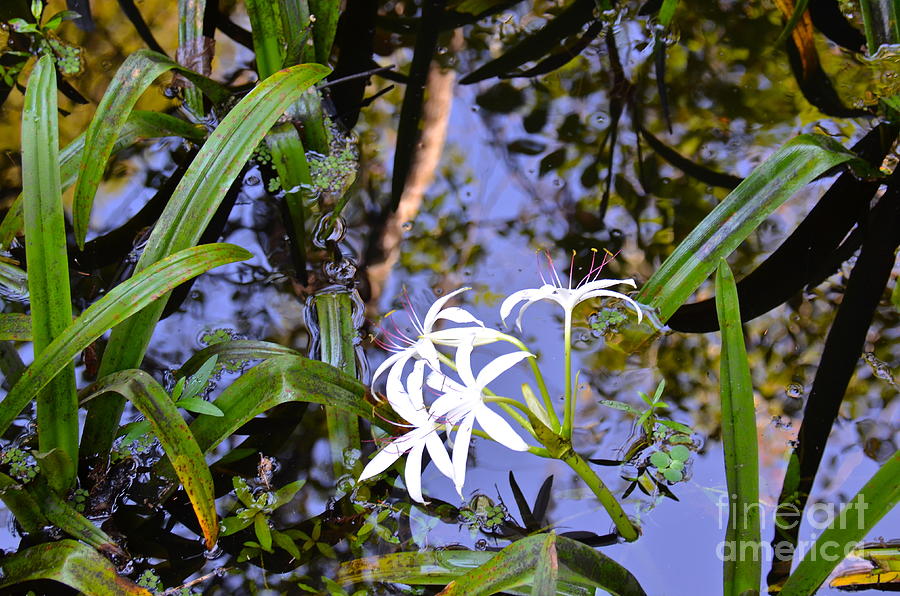 Swamp Lily Photograph by Carol  Bradley