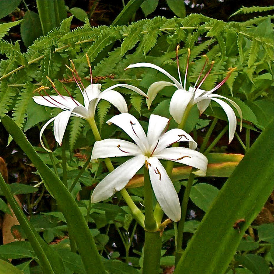 Swamp Lily In Corkscrew Swamp Sanctuary-fl Photograph