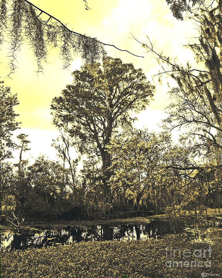 Swamp Photograph by Lizi Beard-Ward