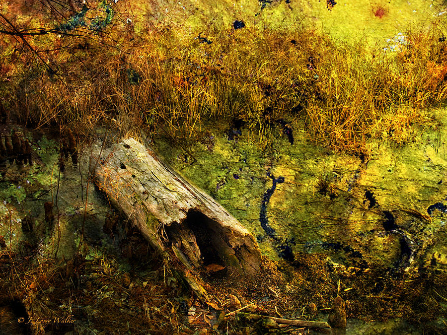 Swamp Log Digital Art by J Larry Walker