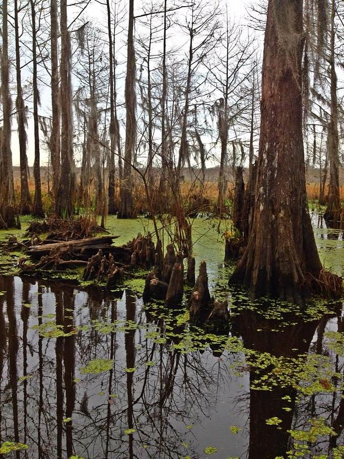 Swamp Photograph by Lori Leigh