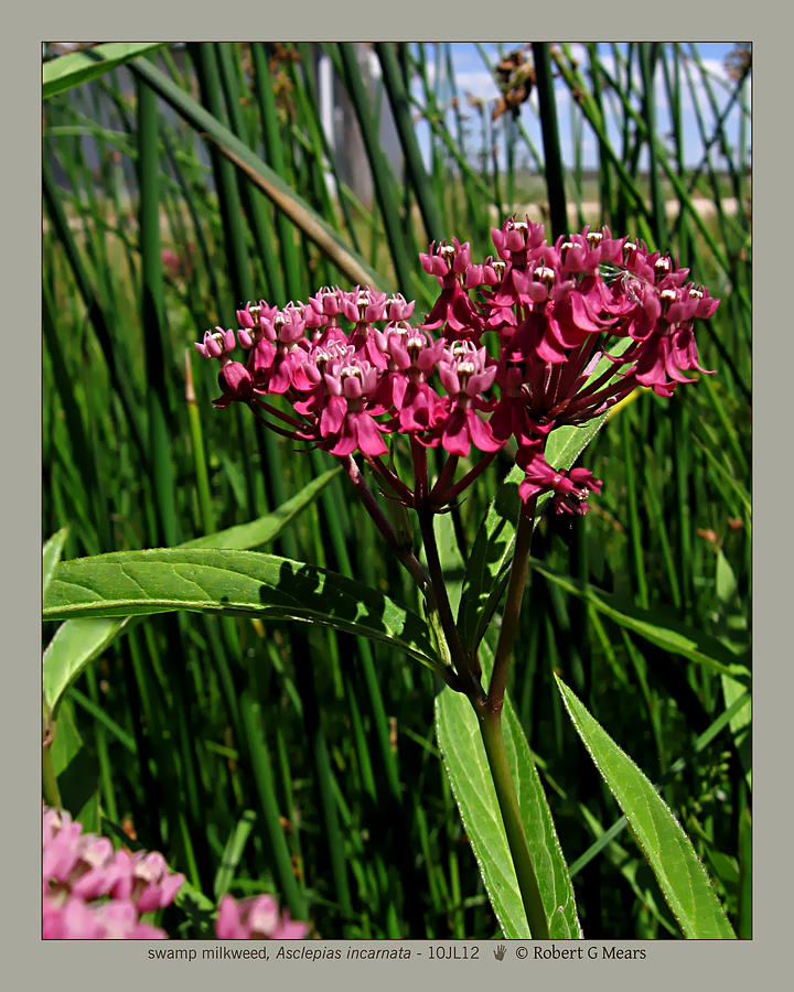 Swamp Milkweed - Asclepias Incarnata - 10JL12 Photograph By Robert G ...