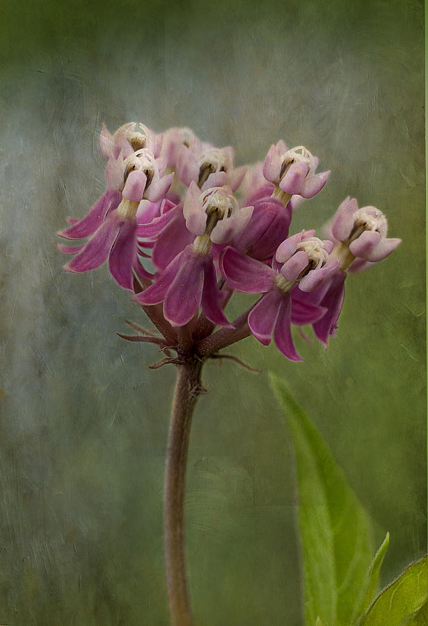 Flower Photograph - Swamp Milkweed in Textures by Kathryn Whitaker