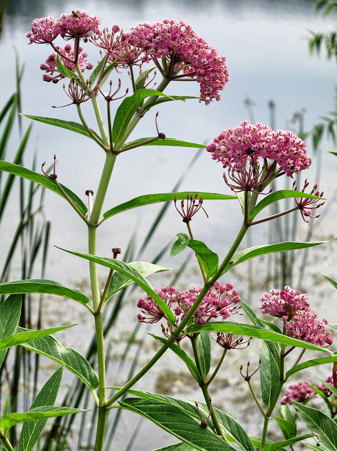 Swamp Milkweed - Wildflower Photograph by Patricia Januszkiewicz