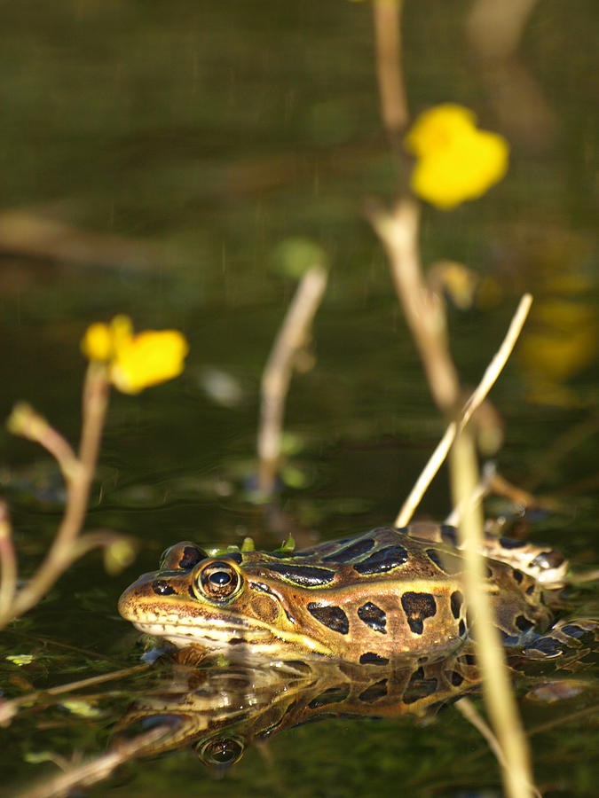 Swamp Muscian Photograph by James Peterson