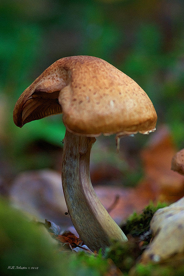 Swamp Mushroom Photograph by WB Johnston