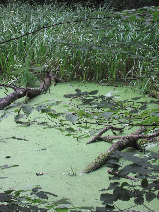 Swamp Photograph by Nora Boghossian