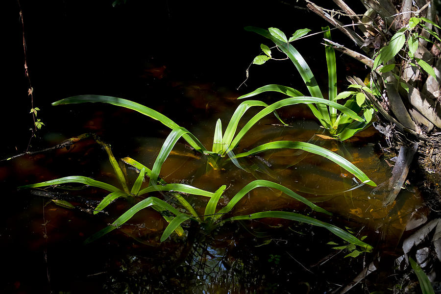 Swamp Plants Photograph by Kenneth Albin