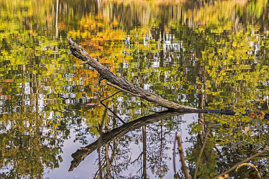 Swamp Pond Log Reflection Photograph by Michael Whitaker