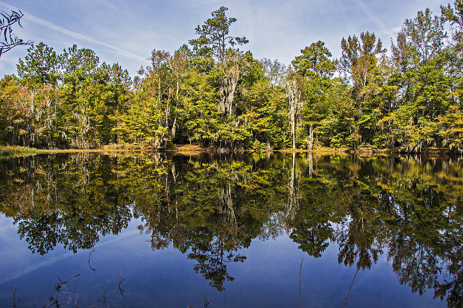 Swamp Pond Reflection II Photograph by Michael Whitaker
