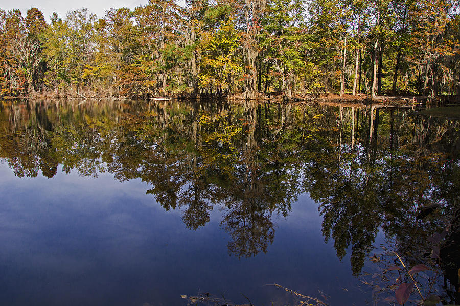 Swamp Pond Reflection Photograph by Michael Whitaker