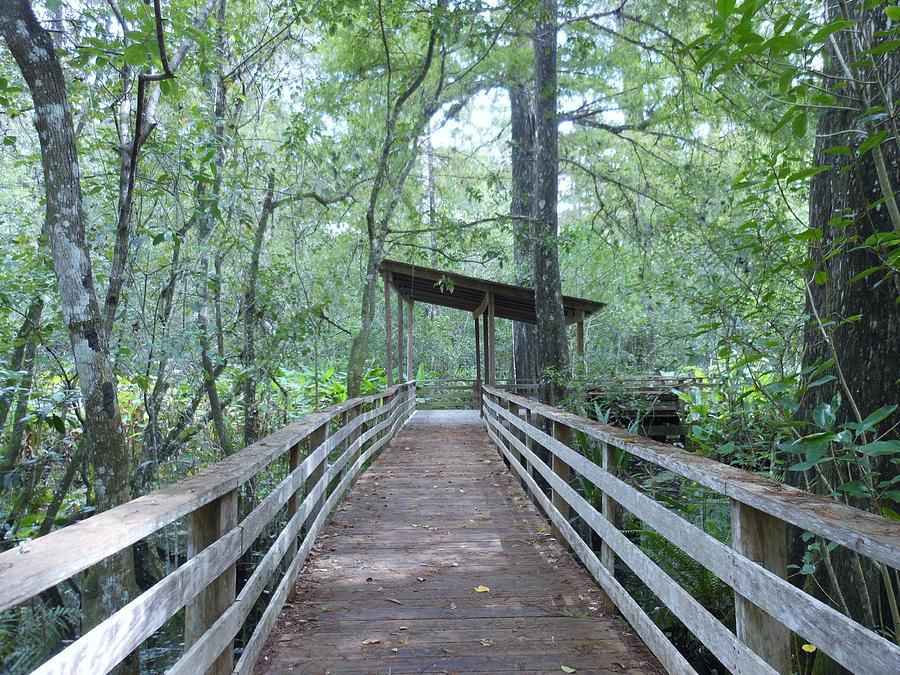 Alligator Den Rain Shelter Photograph by Kay Gilley