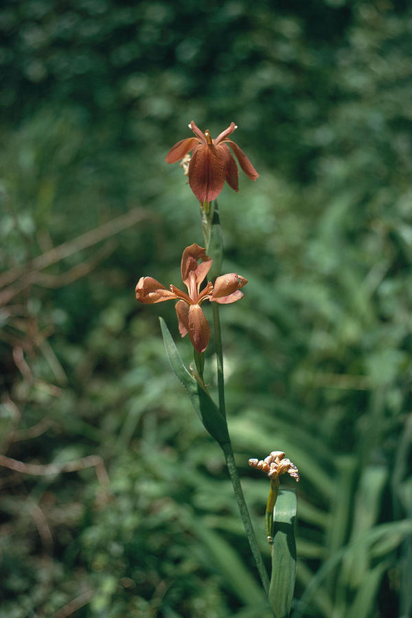 Swamp Red Louisiana Iris Photograph by Robert H. Potts