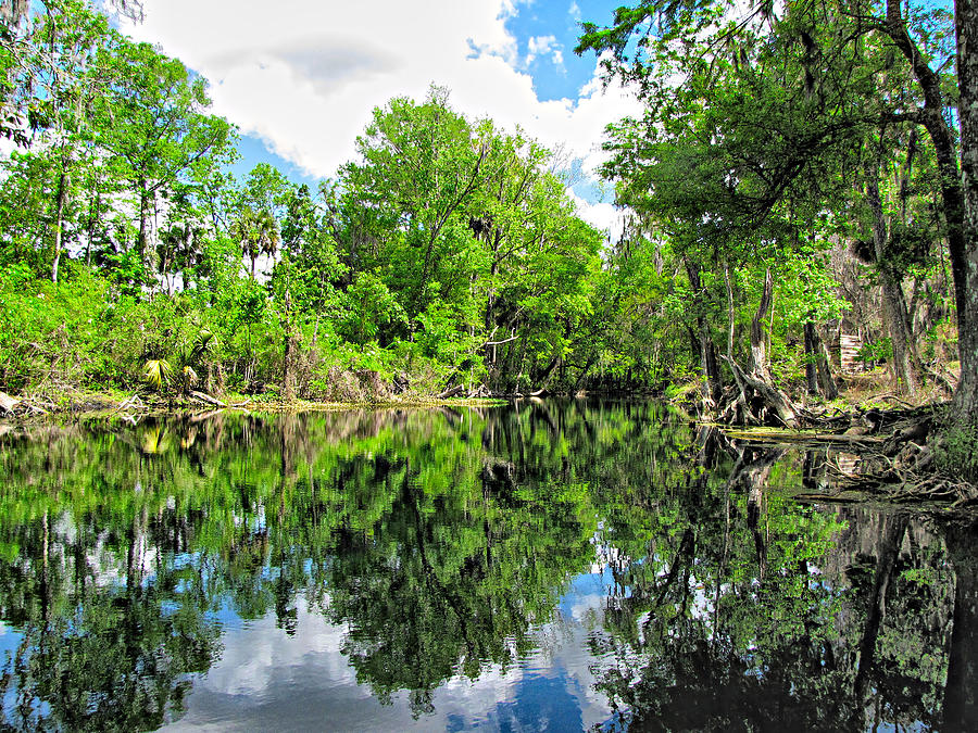 Swamp Reflections 2 Photograph by C H Apperson