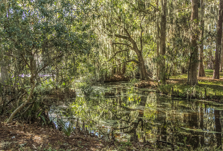 Swamp reflections Photograph by Jane Luxton