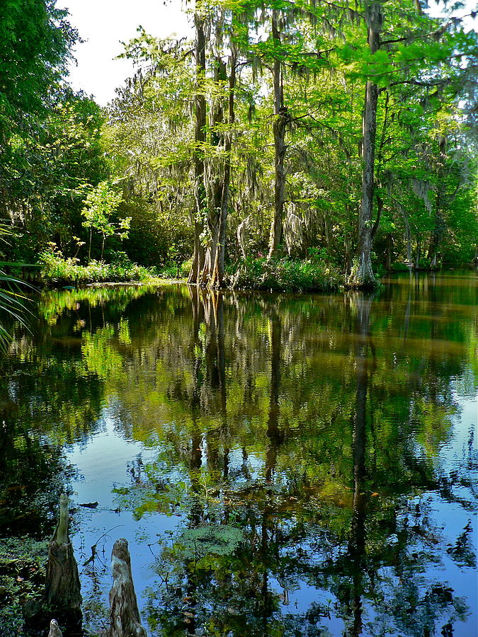 Swamp Reflections Photograph by Jean Wright