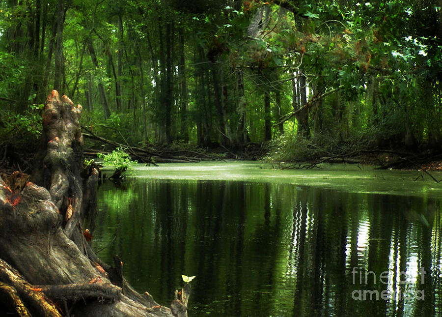 Swamp River Afternoon Photograph by Deborah Smith