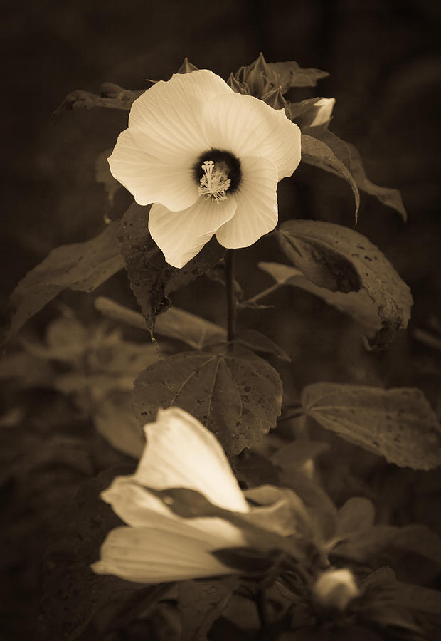 Swamp Rose Mallow Photograph by Melinda Fawver - Fine Art America