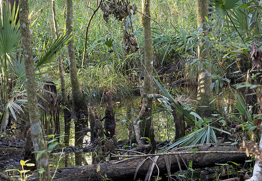 Swamp Scenery Photograph by Kenneth Albin
