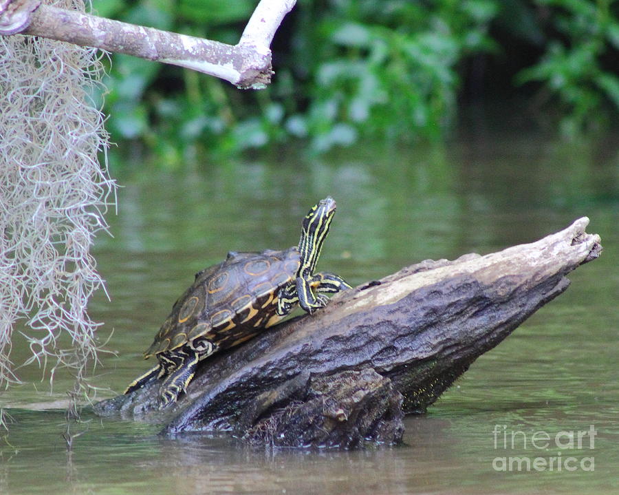 Swamp Slider Photograph by Andre Turner