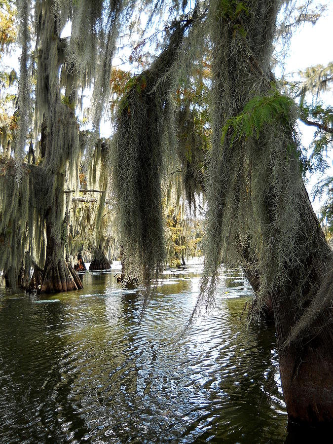 Swamp - Spanish Moss Photograph by Beth Vincent