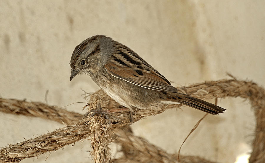 Swamp Sparrow on rope Photograph by Bradford Martin